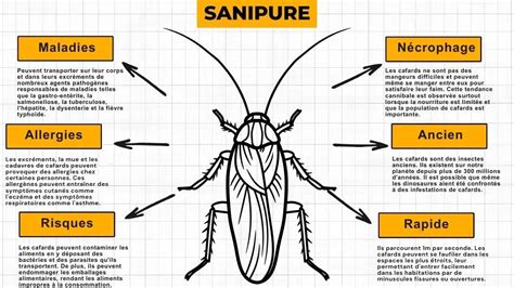 Signes d infestation de cafards Comment les reconnaître et les