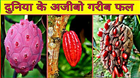 दुनिया के अजीबो गरीब फल 🍑 The Most Amazing Fruit In World Fruits