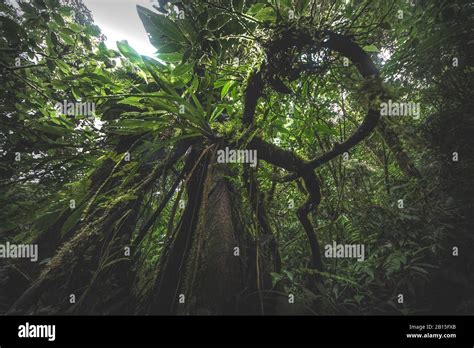 Mirando hacia el tronco de un árbol gigante del bosque hasta el dosel