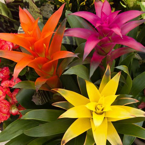 9 Types Of Bromeliads For Growing Indoors