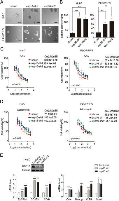 Usp16 Suppresses The Stemness Properties Of Hcc Cells A Download Scientific Diagram