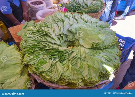 Leaves Of Betel On The Market In Goa Stock Image Image Of Betel