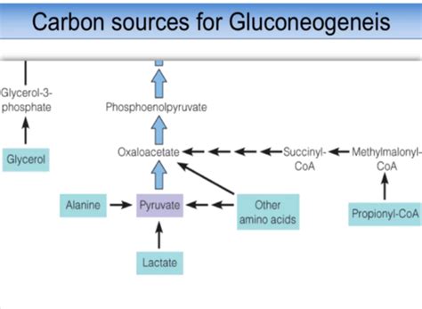 Gluconeogenesis Flashcards Quizlet