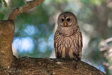 Barred Owl Strix Varia 2022 26 Barred Owl The Barred Flickr