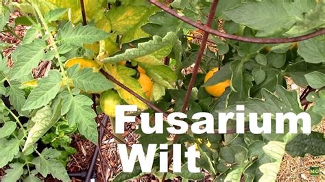 Fusarium Wilt Of Tomato Nc State Extension Publications