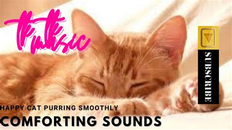 Happy Cat Purring Smoothly Comforting Sounds For Sleeping Relaxation