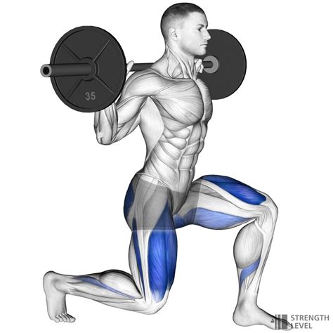 Split Squat Standards F R M Nner Und Frauen Lb Strength Level