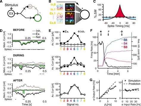 Inhibitory Plasticity Balances Excitation And Inhibition In Sensory