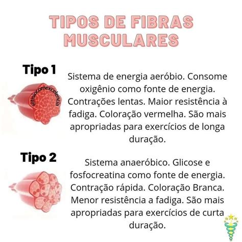 Fisio Excelência on Instagram Tipos de Fibras Musculares