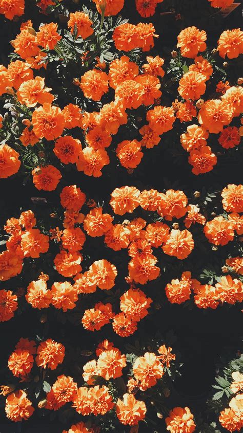 Orange marigold flowers, flowers, portrait display HD wallpaper ...