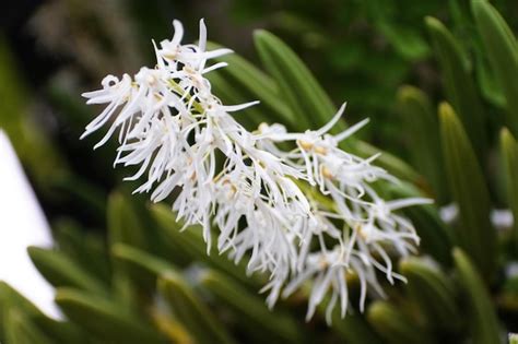 Page 9 Formosan Serow Images Free Download On Freepik