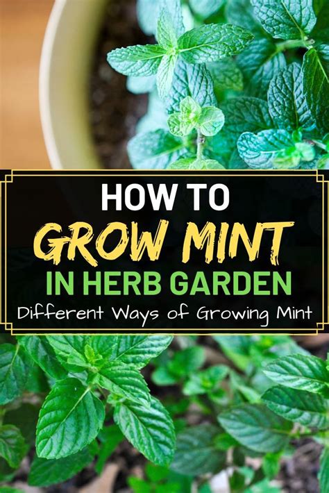 How To Grow Mint In Your Herb Garden Growing Mint Best Herbs To Grow