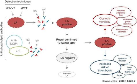 What Is Lupus Anticoagulant Renew Physical Therapy