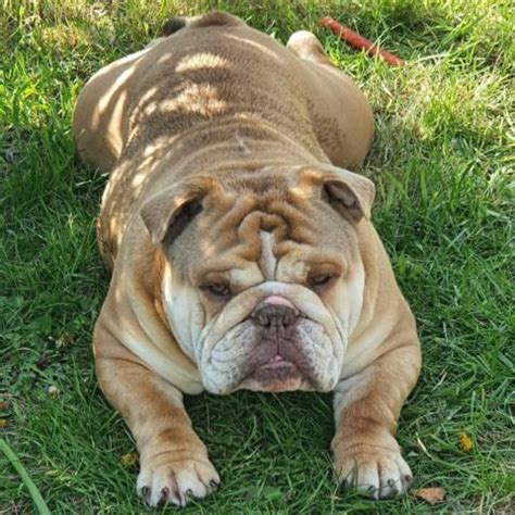 10+ English Bulldog Colors: All About Standard & Rare Colors