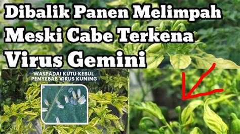 CARA PERAWATAN TANAMAN CABE DI MUSIM PENGHUJAN VIRUS KUNING YouTube