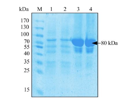 SDS PAGE analysis of β glucosidase expressed in E coli BL21 M protein