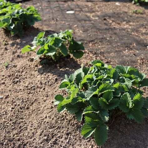 Are Container Strawberries Perennial? – Strawberry Plants