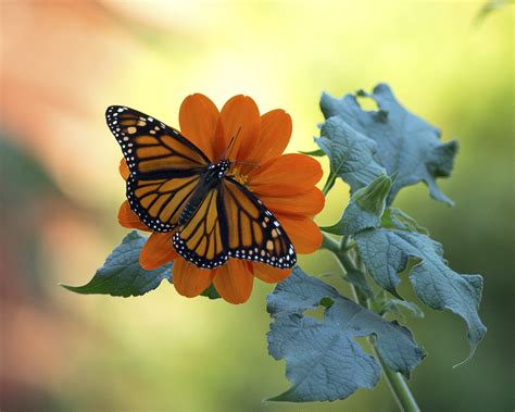 Monarch On Tithonia Imgp A Budohio Flickr