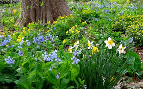 I’d Rather Be Blue: 10 Blue Perennials for Your Garden — Enchanted Gardens | Perennials ...