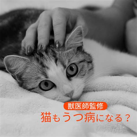 【獣医師監修】猫もうつ病になることはある？発症した際に表れやすい症状7選