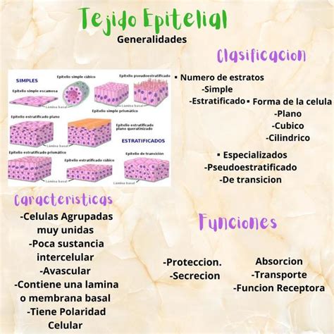 Tejido Epitelial Generalidades Epitelio De Cubierta Y Revestimiento Hot Sex Picture