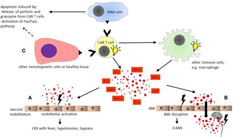 Chimeric Antigen Receptor T Cell Therapy