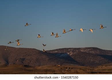 1,335 Tundra Swan Migration Images, Stock Photos & Vectors | Shutterstock