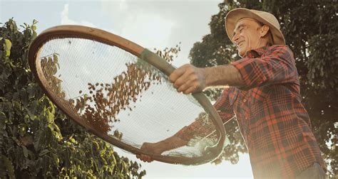 Recorde De Produ O Caf Brasileiro Alcan A Milh Es De Sacas Em