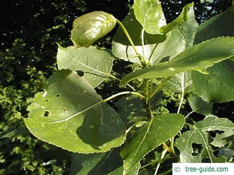 Carolina Poplar Populus Canadensis