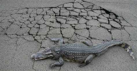 What To Do When You See Alligator Cracking In Asphalt