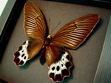 Atrophaneura Priapus White Head Batwing Framed Butterfly