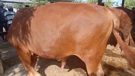 Sapi Untuk Calon Pengemukan Limusin Jumbo Harga 26 Dan 30 Juta Pasar