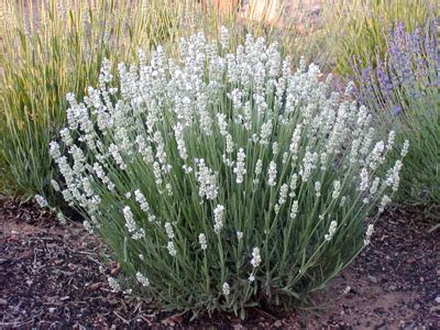 Lavandula Angustifolia Alba Nana Alba White The Nunhead Gardener