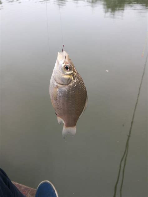 鯉魚坑中釣鯽魚，大魚進窩早收杆 每日頭條