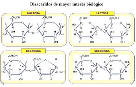 oxigén fehérje Narabar diferencia entre las formulas de la sacarosa y