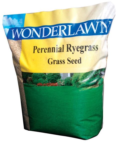 Perennial Ryegrass Grass Seed Low Price Lawn Care Products For Sale —