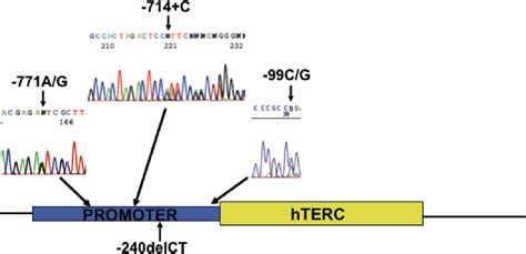 Figure 1 From Functional Characterization Of Mutations In The Promoter