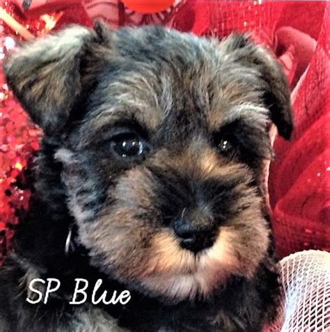 Spark Six Weeks Old Salt And Pepper Schnauzer Schnauzer Dogs Animals