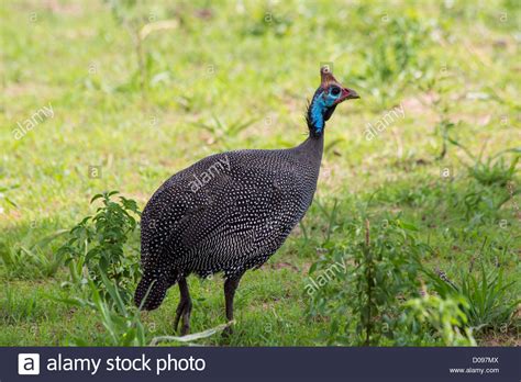 Helmeted Guinea Fowl Tarangire National Park Tanzania Africa Stock