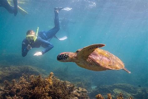 Aquascene Circumnavigation Magnetic Island Tour Australia Activities