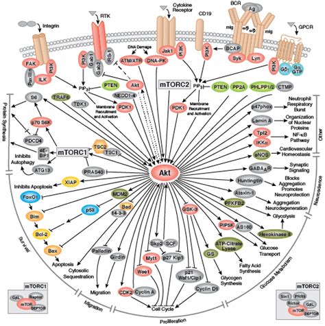 Cell Signaling Technology Pathways CST