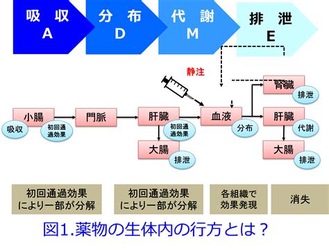 連載 薬物動態学 1限目 平田の薬剤師塾 ～薬のことを分かりやすく丁寧に～