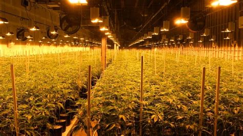 18 People Arrested After Police Raid Illegal Grow Op In Brantford Ont