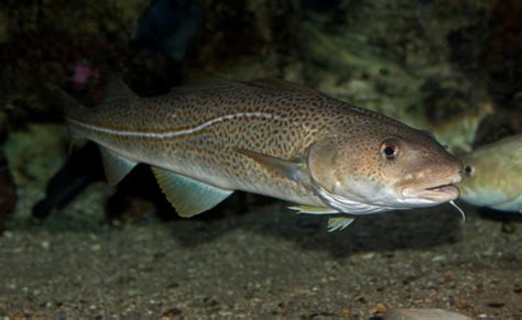 home angling trust