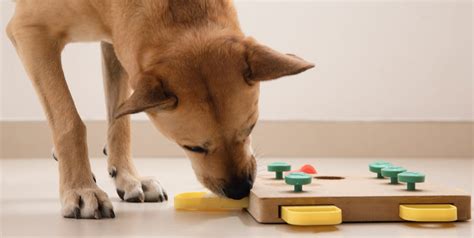 11 Interactive Dog Toys To Entertain Energetic Pups