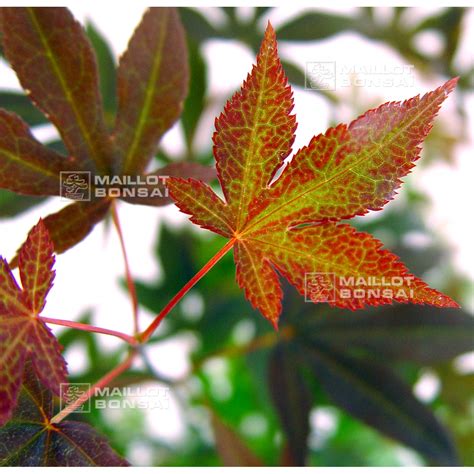 Epuise Acer Palmatum Atropurpureum De Bouture E