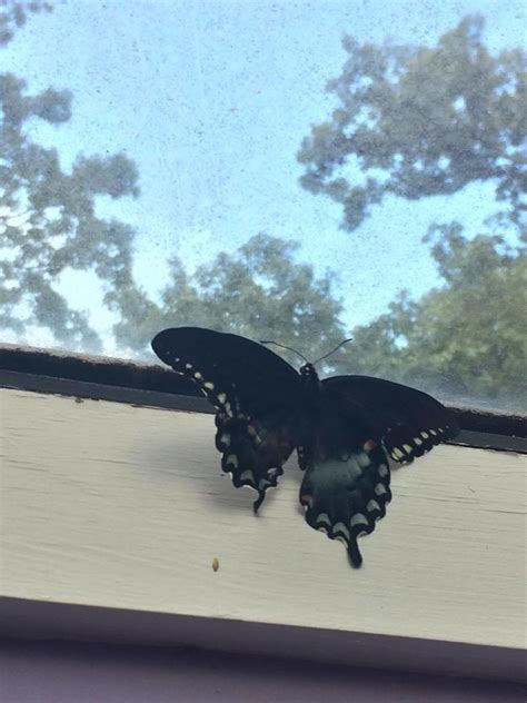 This Kid's Pet Caterpillar Turned Into A Butterfly And Tumblr Is ...