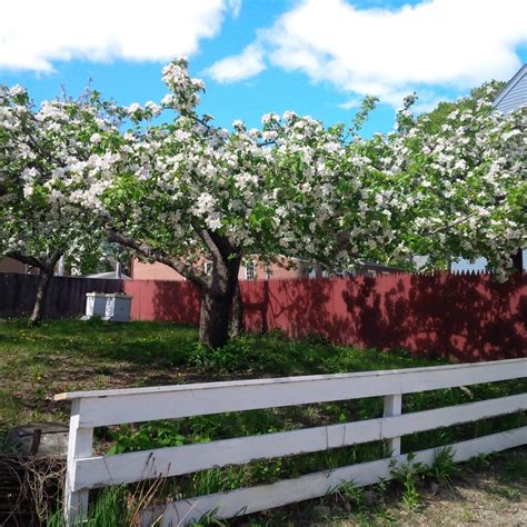 Strawbery Banke Museum – Preserving the Past with a View to the Future