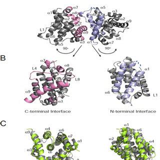 Crystal Structure Of The Inactive Bax Dimer A Ribbon Representation