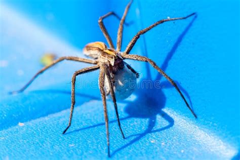 A Close Up Portrait Of A Female Wolf Spider Carrying Her Egg Sack Attached To The Spinnerets